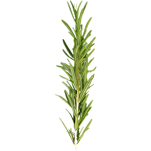 Romarin