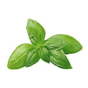 Basilic