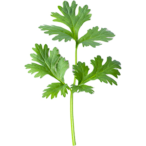 Coriandre