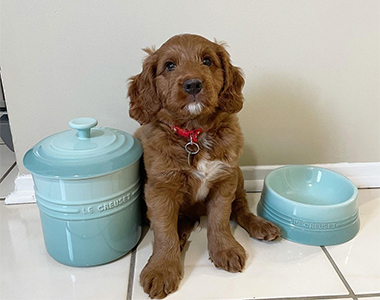 Pet Set