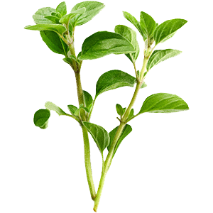 Origan