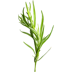 Estragon