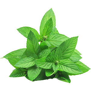 Menthe